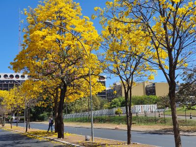 Ipês amarelos no centro de Brasília